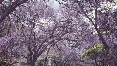Begini Cantiknya Musim Semi di Sydney
