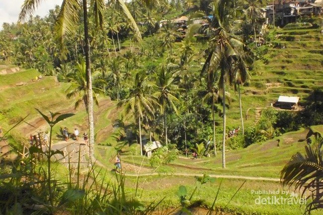 Begini Sawah yang Cantik di Bali