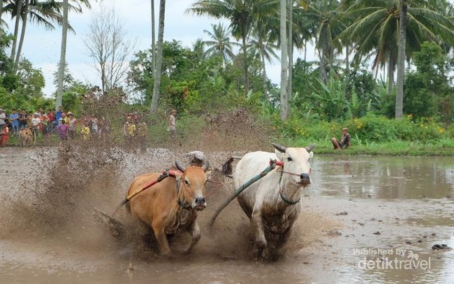 Begini Serunya Tradisi Balap Sapi di Sumatera Barat
