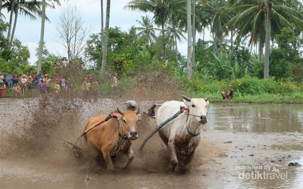 Di Sumatera Barat sapi biasa disebut dengan jawi. Kegiatan Pacu Jawi merupakan acara permainan tradisional anak nagari (desa) yang lahir dan berkembang di Kabupaten Tanah Datar, Provinsi Sumatera Barat Di Sumatera Barat sapi biasa disebut dengan jawi. Kegiatan Pacu Jawi merupakan acara permainan tradisional anak nagari (desa) yang lahir dan berkembang di Kabupaten Tanah Datar, Provinsi Sumatera Barat