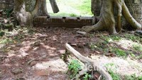 Akar Pohon yang menembus dinding benteng hingga ke tanah