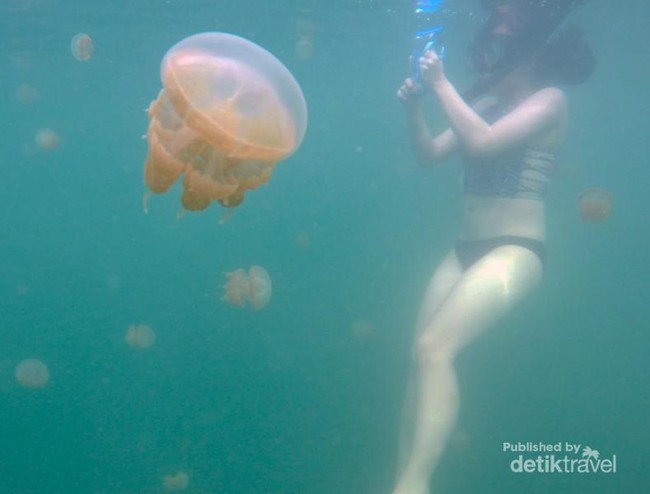 Berenang Bareng Ubur-ubur yang Tak Menyengat di Kakaban