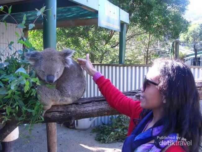 Bertemu hewan-hewan Khas Australia yang Menggemaskan