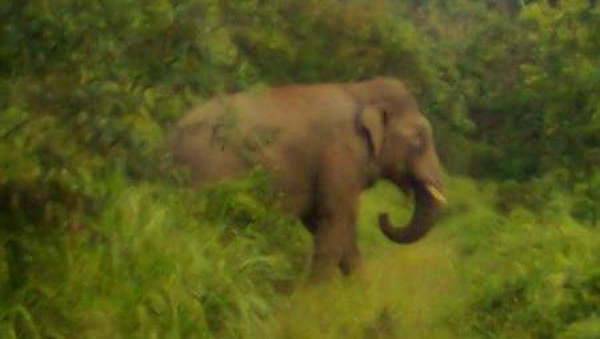 Bertemu Kawanan Gajah Liar di Pedalaman Aceh Jaya