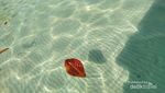 Betapa Biru Laut dari Pejuang Laskar Pelangi Ini