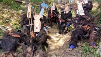 Usai menampilkan tarian wala,Foto: adit