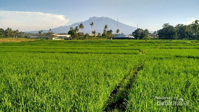 Bukan di Luar Negeri, Begini Hijaunya Glenmore di Banyuwangi