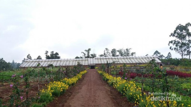 Bukan di Puncak, Ini Taman Bunga di Malino