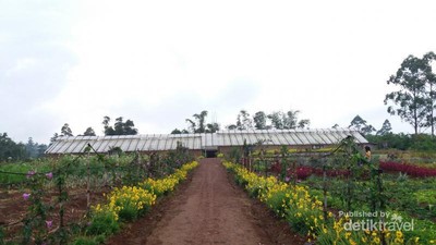 Bukan di Puncak, Ini Taman Bunga di Malino
