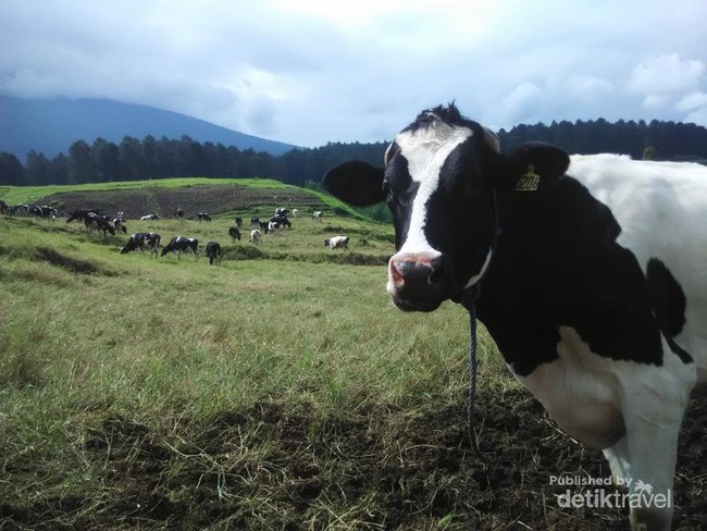 Bukan di Selandia Baru, Spot Fotogenik Ini Ada di Banyumas