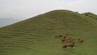 Bentuk bukit teletubies denga sapi yang berkiaran di Desa Ollon Tana Toraja