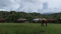 Perkampungan di Desa Ollon dengan peliharaan kudanya