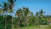 Pohon-pohon kelapa dan langit biru yang tenang dan cerah menjadi pemandangan sehari-hari di Ubud.