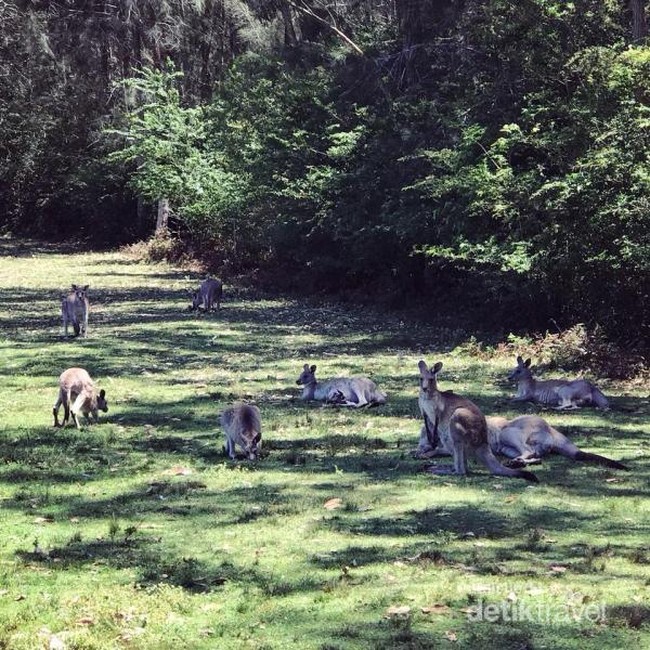 Di Taman Ini, Kamu Bisa Selfie Bareng Kanguru