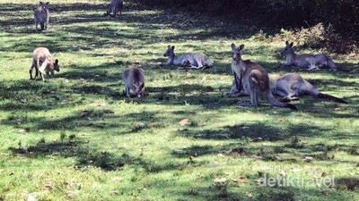 Di Taman Ini, Kamu Bisa Selfie Bareng Kanguru