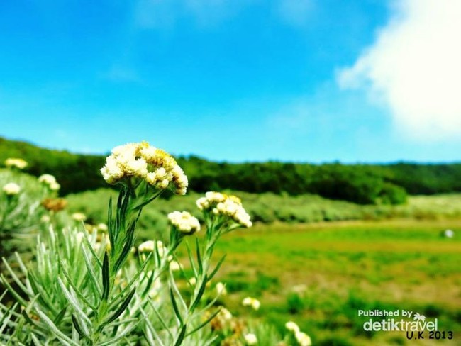 Edelweiss, Si Kembang Abadi dari Papandayan
