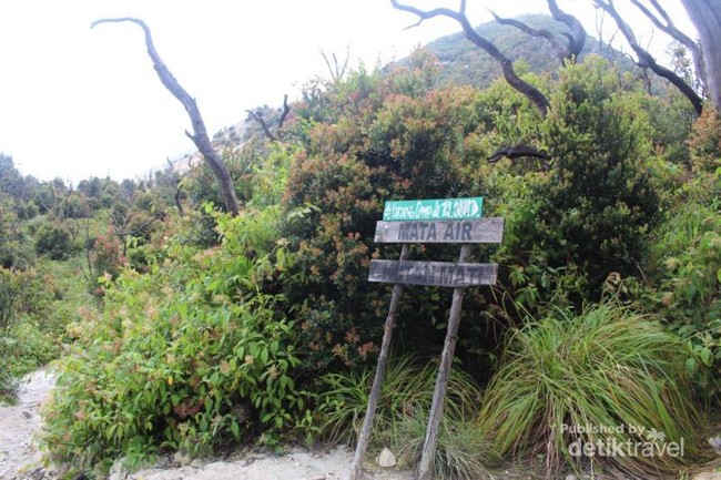 Eksotisme Hutan Mati di Garut