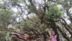 Fatumnasi, Keindahan NTT yang Mirip Negeri Fantasi