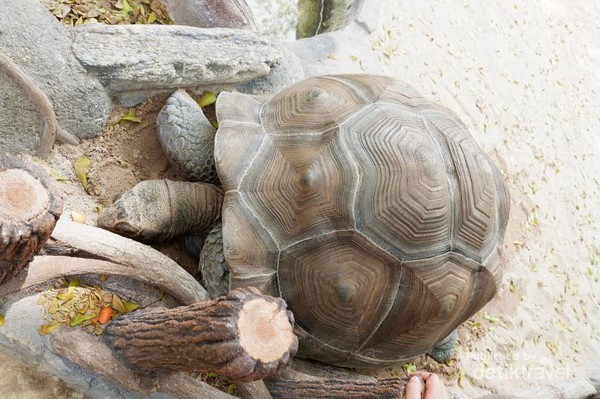 Kura-kura raksasa Aldabra ini mampu hidup hingga 200 tahun. Wow!Pengunjung juga bisa memberi makan secara langsung, tapi jangan sampai menyentuh bagian kepalanya ya, berbahaya!