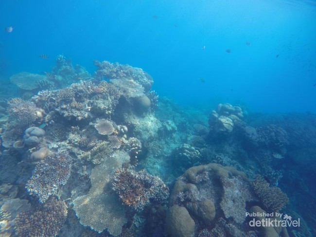 Foto: Bawah Laut Karimunjawa, Oke Juga