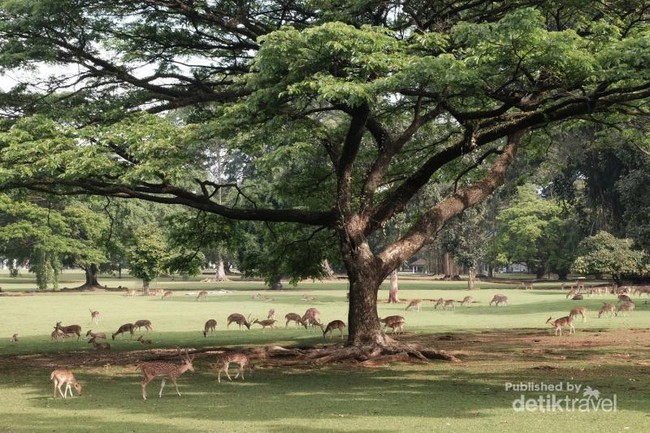 Foto: Cantiknya Istana Bogor