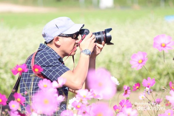 Foto Indahnya Bunga Musim Gugur di Jepang