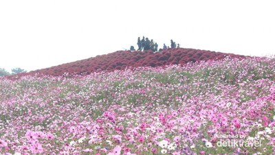 Foto Indahnya Bunga Musim Gugur di Jepang