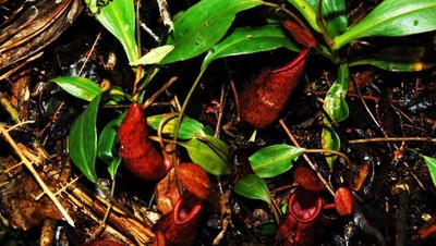 Foto: Jamur Menyala dan Warna-warni Halimun Salak