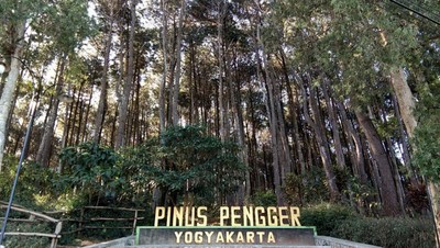 Foto: Seindah Ini Hutan Pinus Yogyakarta