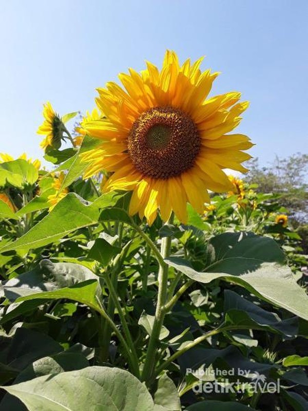 Bunga Matahari Yg Indah : Foto Stok Gratis Tentang Bunga Matahari Yang Indah Cantik Cuaca Bagus / Kumpulan gambar bunga matahari yg indah terbaru.