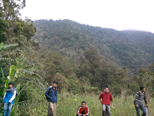 Gaya di Taman Nasional Gunung Pangrango