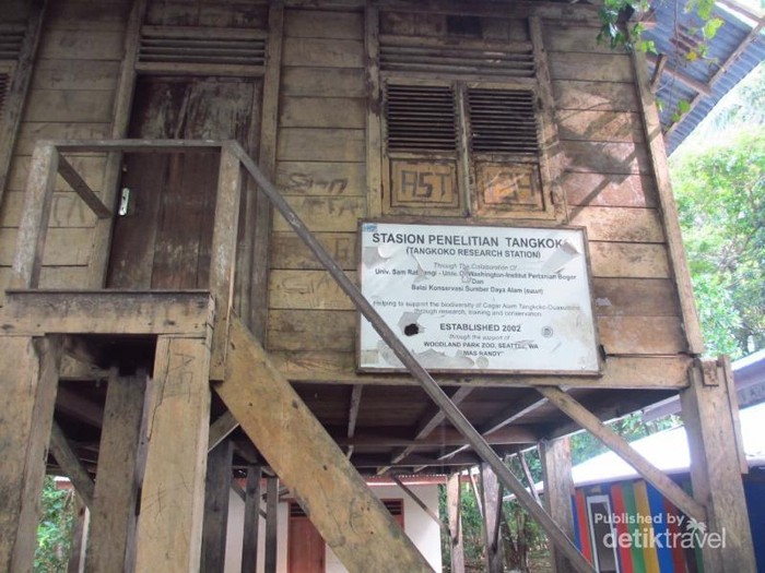 Gemasnya Monyet Terkecil di Dunia