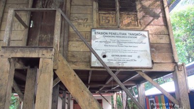 Gemasnya Monyet Terkecil di Dunia
