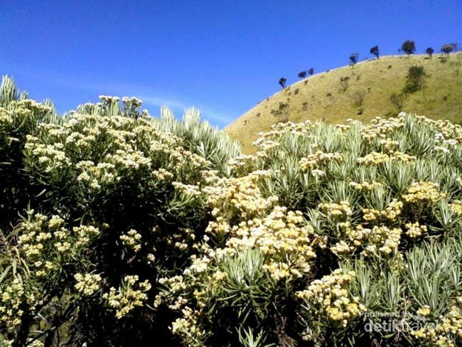 Gunung Merbabu, Pesona Kecantikan Abadi