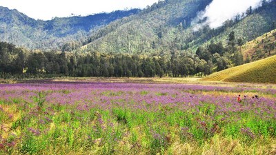 Hamparan Bunga di Semeru, Indahnya Seperti Negeri Dongeng