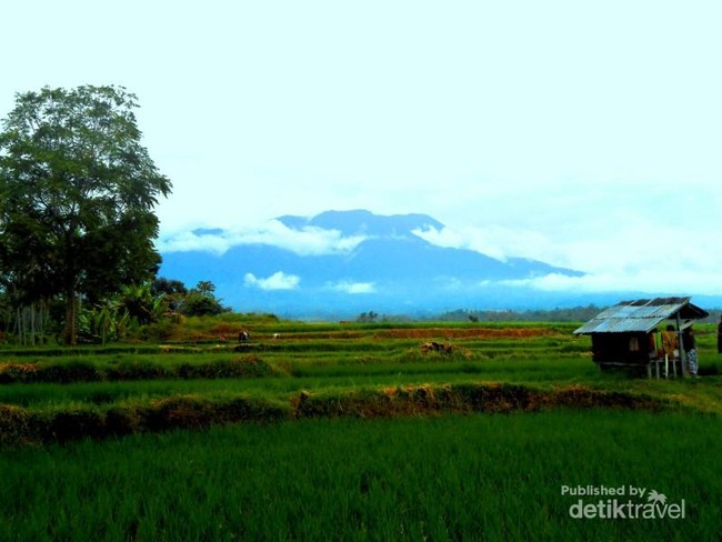 Hijaunya Pedesaan di Minangkabau