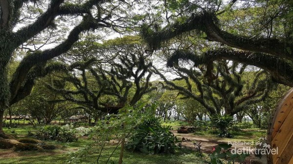 Bentuk Pohon yang menyerupai Hutan di film the Lord of the Rings