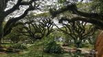 Hutan The Lord of The Rings Ada di Banyuwangi?