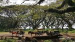 Hutan The Lord of The Rings Ada di Banyuwangi?