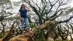Hutan The Lord of The Rings Ada di Banyuwangi?