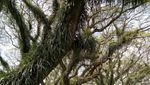 Hutan The Lord of The Rings Ada di Banyuwangi?