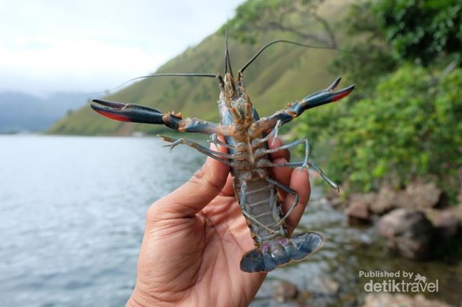 Ini Lobster Air Tawar Danau Toba, Apa Rasanya Ya?