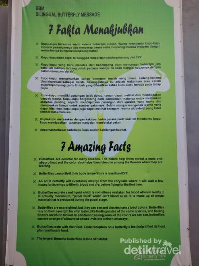 Ini Tempat Kupu-kupu Cantik di Kebumen, Taman Alian