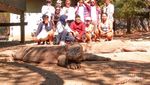 Inikah Rasanya Bertemu Komodo?