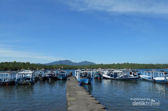 Jatuh Hati dengan Menjangan di Bali