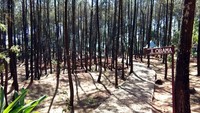 Jalan Obama di Puncak Becici diantara rindangnya pepohonan pinus.