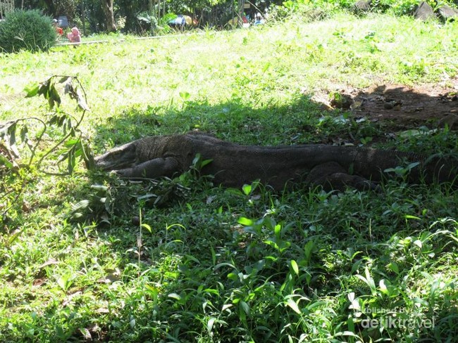 Ketemu Hewan Eksotis di Jakarta, Ini Rekomendasi Tempatnya