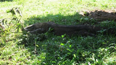Ketemu Hewan Eksotis di Jakarta, Ini Rekomendasi Tempatnya