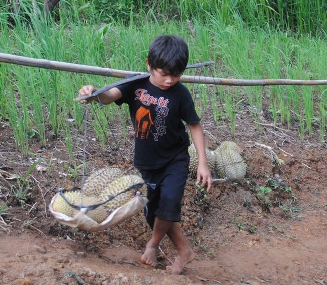 Ketika Musim Durian di Baduy