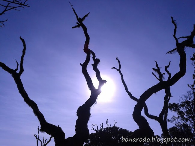 Kisah Pohon Mati di Puncak Pangrango